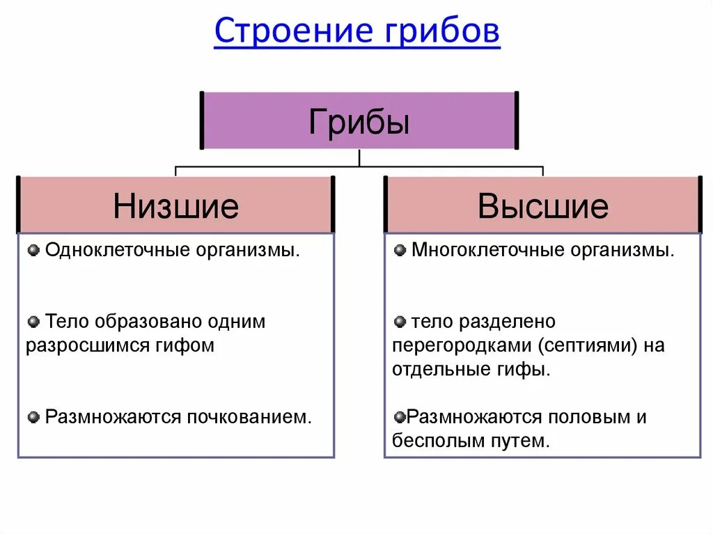 Строение высших и низших грибов. Особенности низших грибов. Строение низшие и высшие грибы. Классификация грибов высшие и низшие.