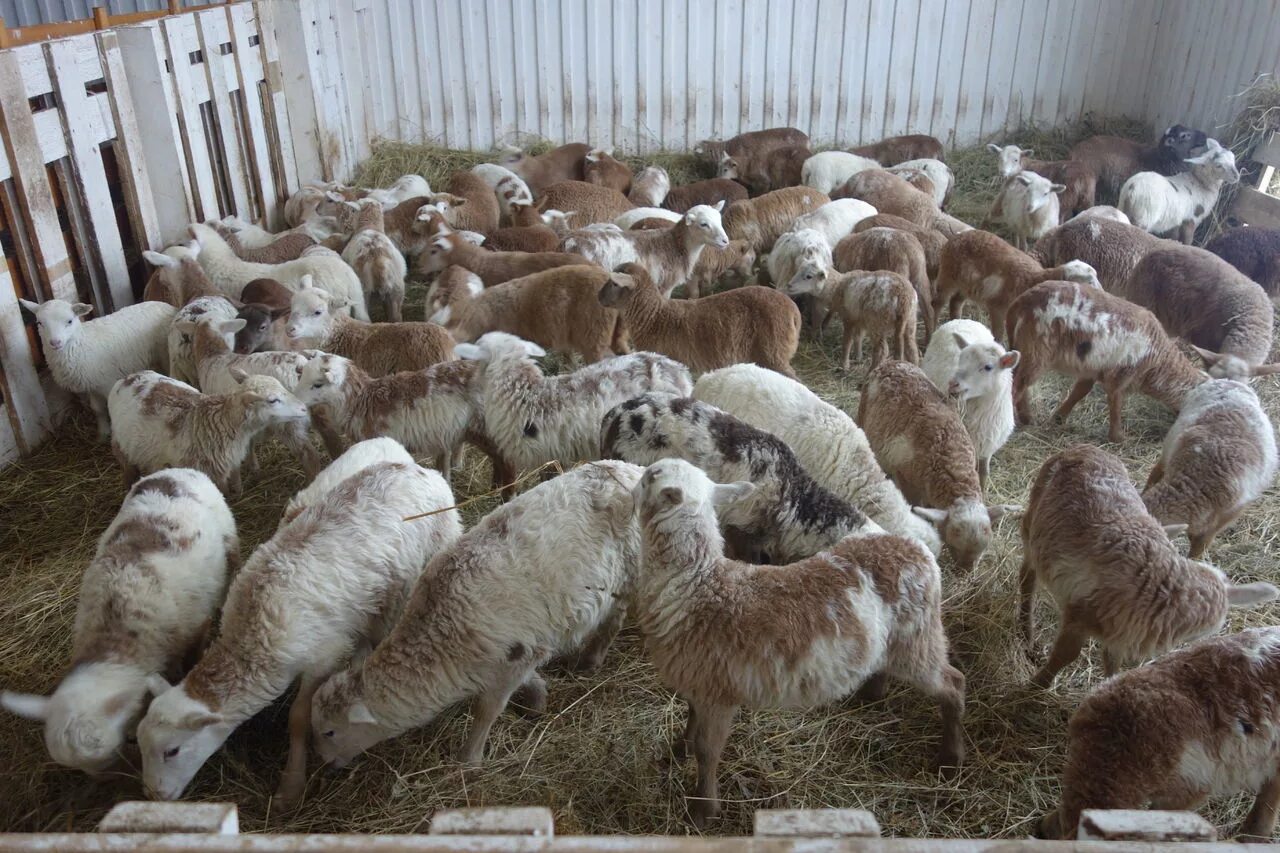 Ягнята 2 месяца. Катумская порода овец. Баран Катумской породы. Породы Баранов Катумские. Ферма Катумы.