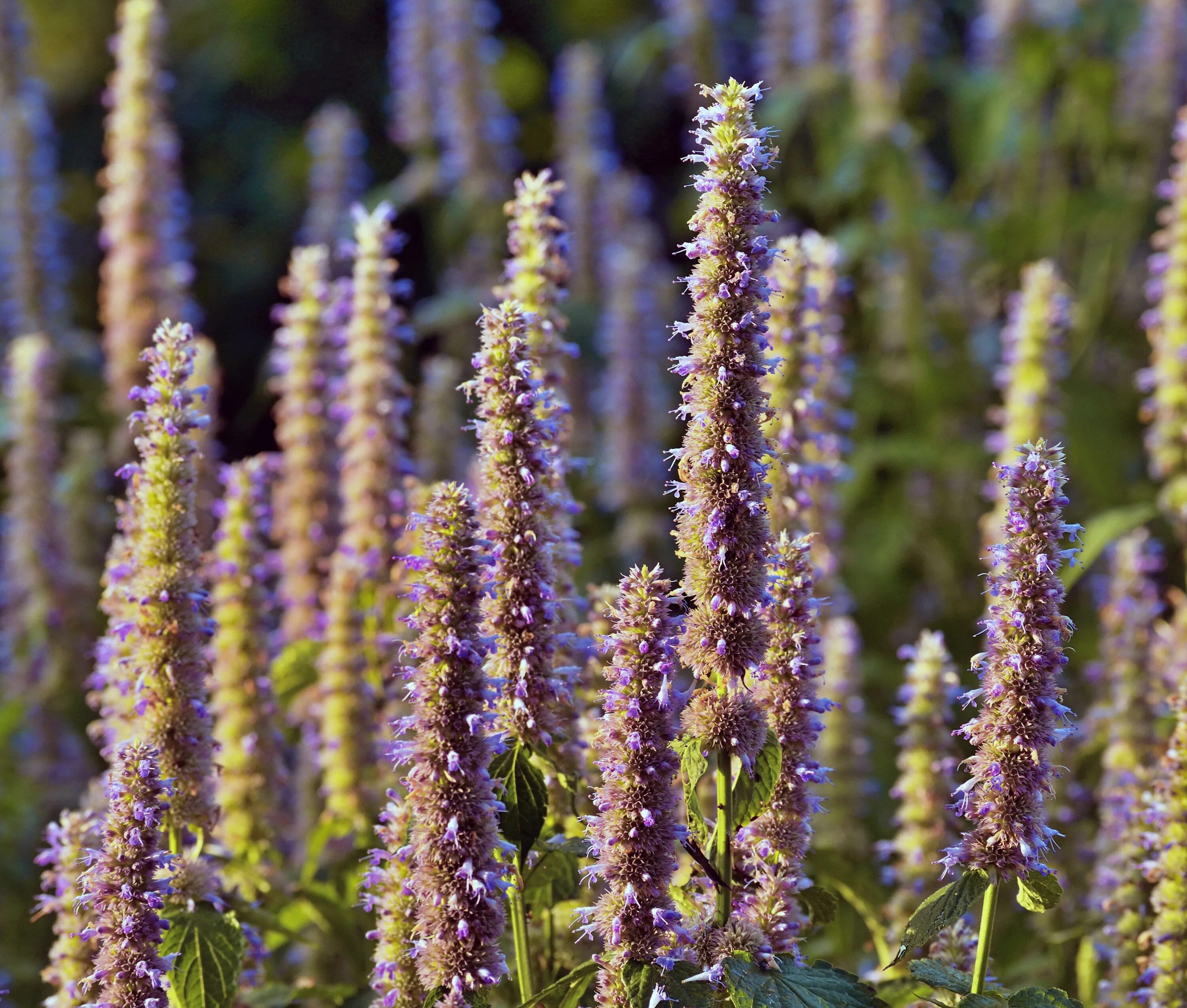 Лафант. Лофант анисовый франт. Лофант тибетский анисовый. Многоколосник фенхельный лофант анисовый. Лафант.