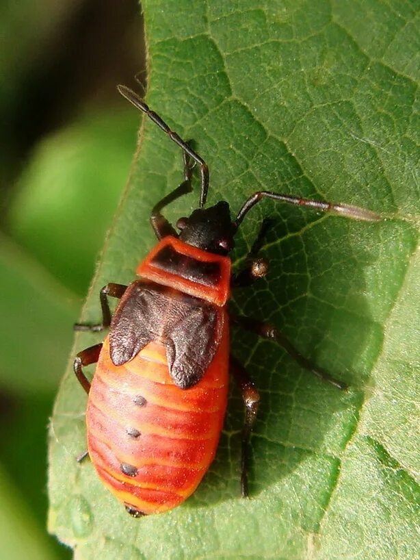 Жук красноклоп солдатик. Личинка жука солдатика. Жук солдатик распространенное. Отряд полужесткокрылые (hemiptera). Жук солдатик распространенное.