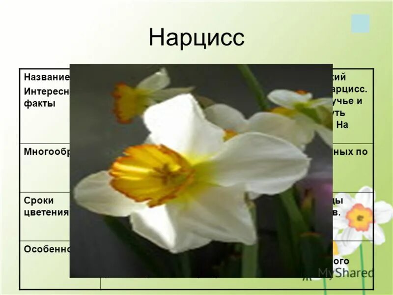 Соцветие нарцисса. Нарцисс строение. формула цветка нарцисса. нарцисс тип соцветия.