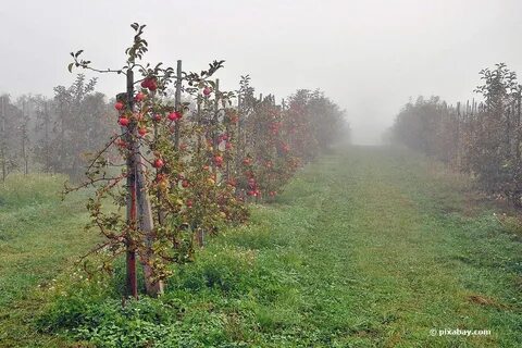 Яблони в тени