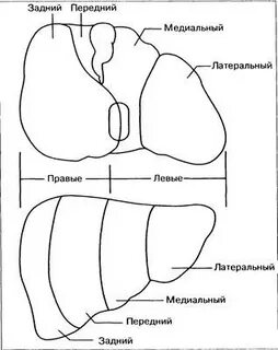 Передне задний