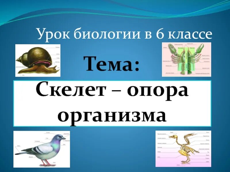 Скелет опора организма 6 класс биология. Скелет опора. Скелет опора организма 6 класс биология презентация. Тема скелет опора организма 6.