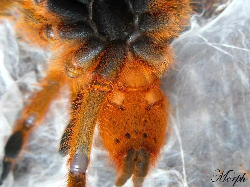 Как определить пол паука. Pterinochilus murinus. муринус паук птицеед. самец паука птицееда.