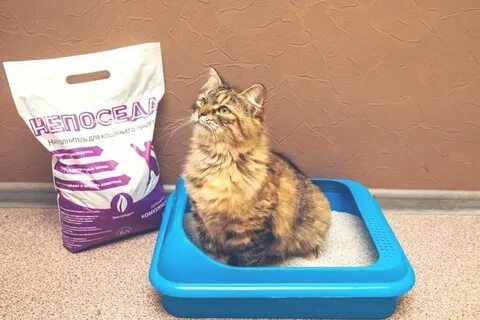 Лотков котик
