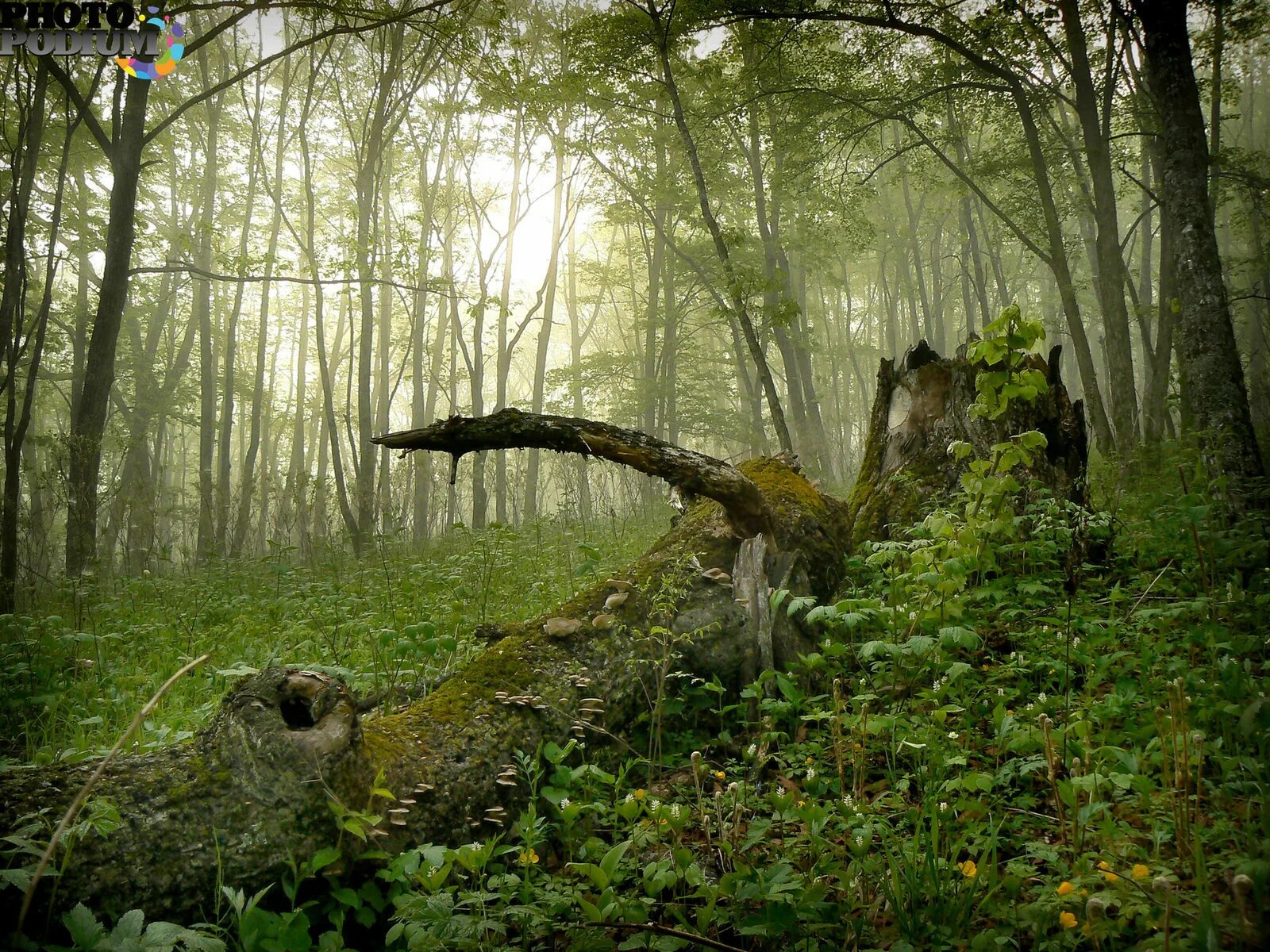 Ель сибирская лапландский заповедник. На востоке есть лес. Черневая тайга алтайского края. Уссурийская тайга сихотэ алинь. Фон партизанский лес.