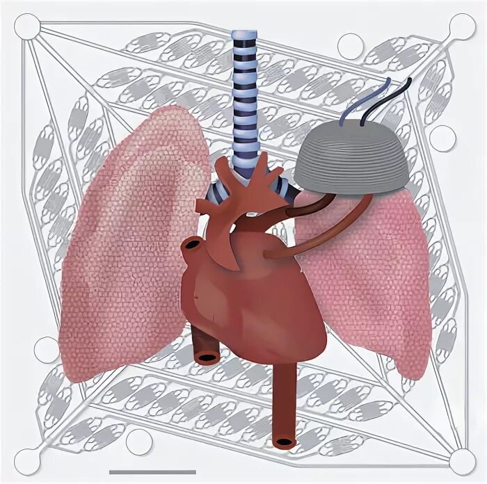 Искусственные легкие человека.