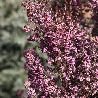 Кустарник 5 букв на е