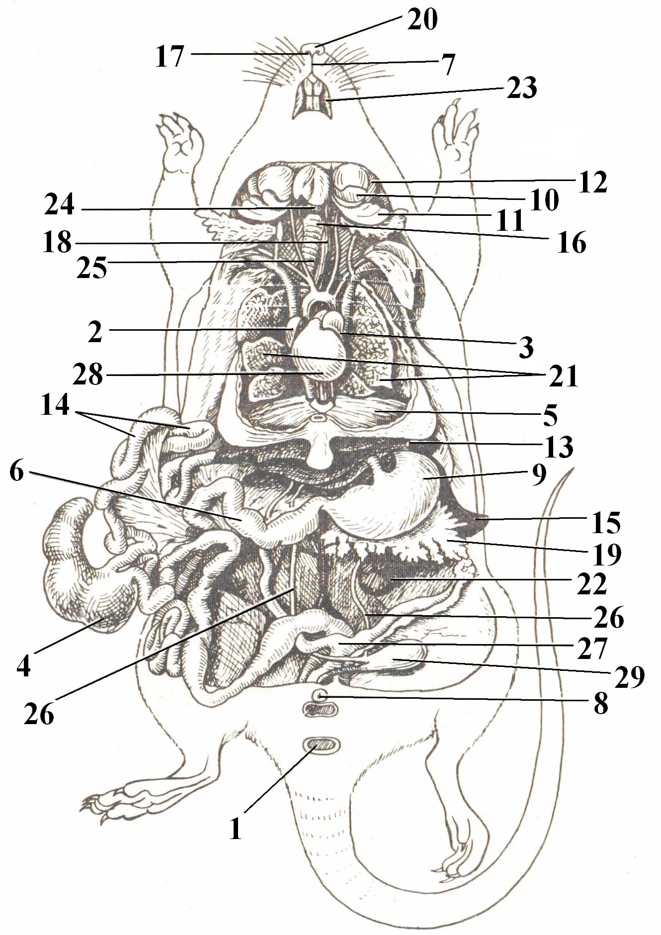 Общая топография внутренних органов крысы. Анатомия крысы внутреннее строение. Внутреннее строение самки крысы. Анатомия шиншиллы внутренние органы. Строение хомяка
