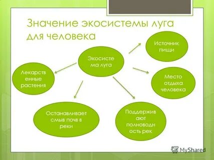 Значение сообщества для луга