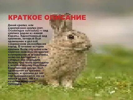 Дикой краткое содержание
