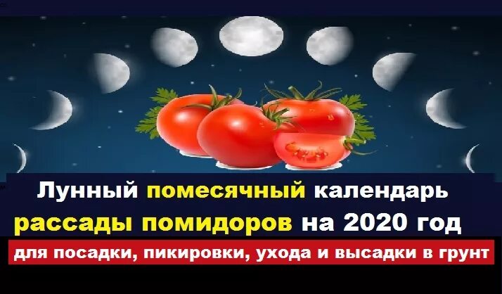 Лучшие дни пикировки томатов в апреле 2025г. Календарь пикировки помидор. посадить помидоры на растущую луну. календарь пикирования рассады помидор в апреле 2025. в году 2025 году помидорный год.