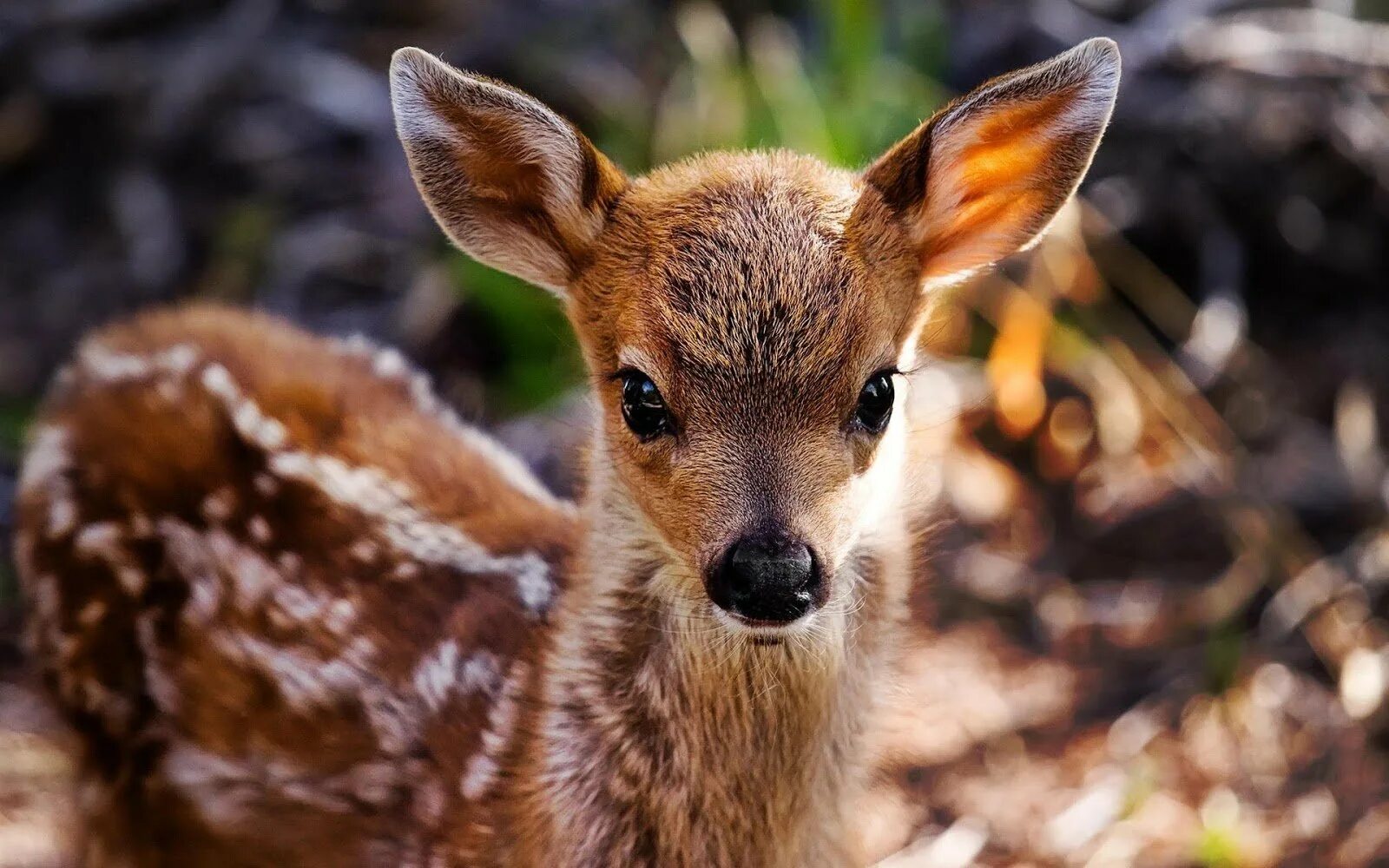 Олень ребенок как называется. Уссурийский пятнистый олень с детенышем. Пятнистый олень бэмби. Олень ребенок как называется. Пятничтьый олень жеткныш.