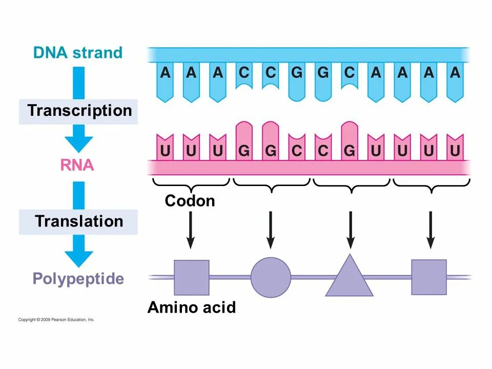 RNA Transcription. DNA Transcription. Транскрипция ДНК. Transcription Biology.