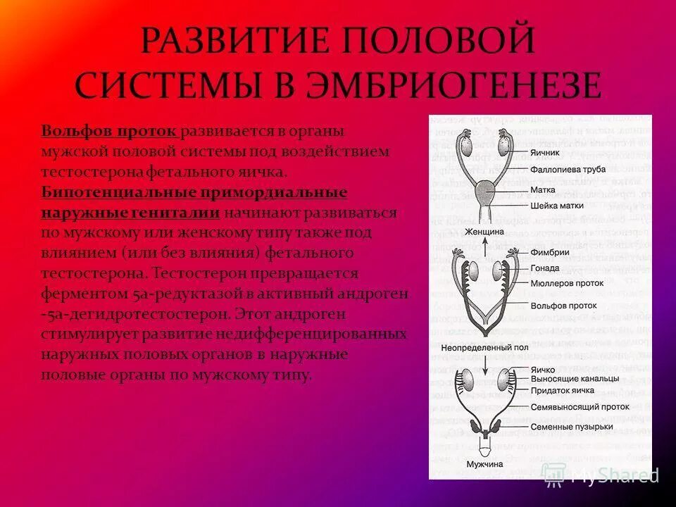 Эмбриогенез половой системы. Эмбриогенез женской половой системы. Формирование половых органов. Развитие органов женской половой системы