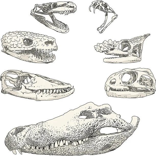 Строение черепа рептилий. Скелет черепа рептилий. Эволюция черепа пресмыкающихся. Эволюция черепа рептилий.