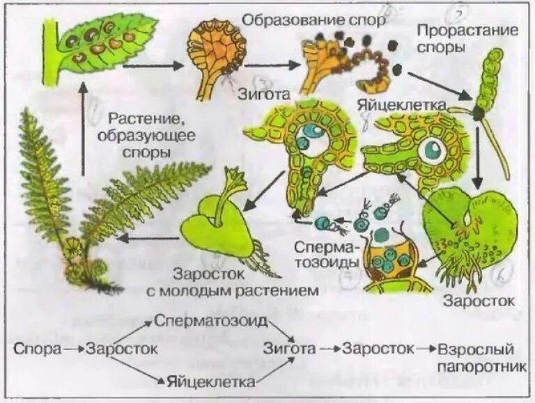 Размножение папоротников схема. Схема размножения папоротников 6 класс биология. Размножение папоротника спорами. Размножение папоротников цикл развития. Мужские гаметы папоротников