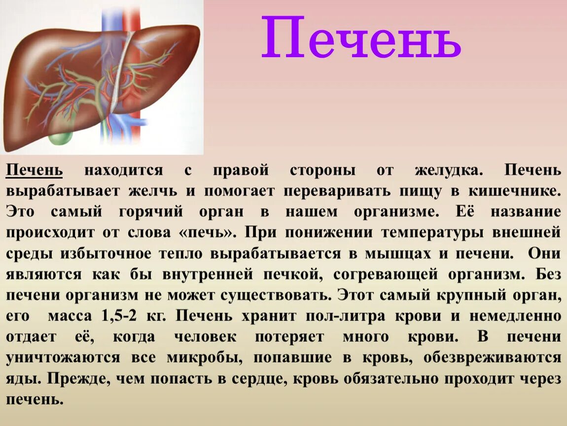 Место расположения печени у человека. В каком боку печень