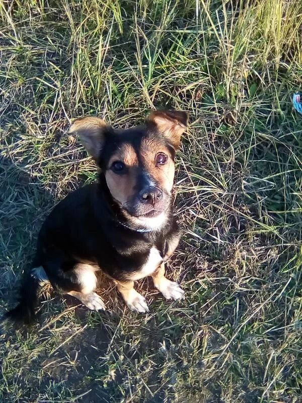 Пестрая дворняга. Благородный двортерьер. Шавка маленькая собака дворняжка. Щенки дворняги. Беспородная собака.