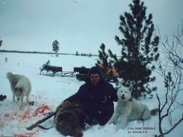 Охота с лайкой на медведя Сибирский охотник. Охота на медведя с лайками Западной Сибири.