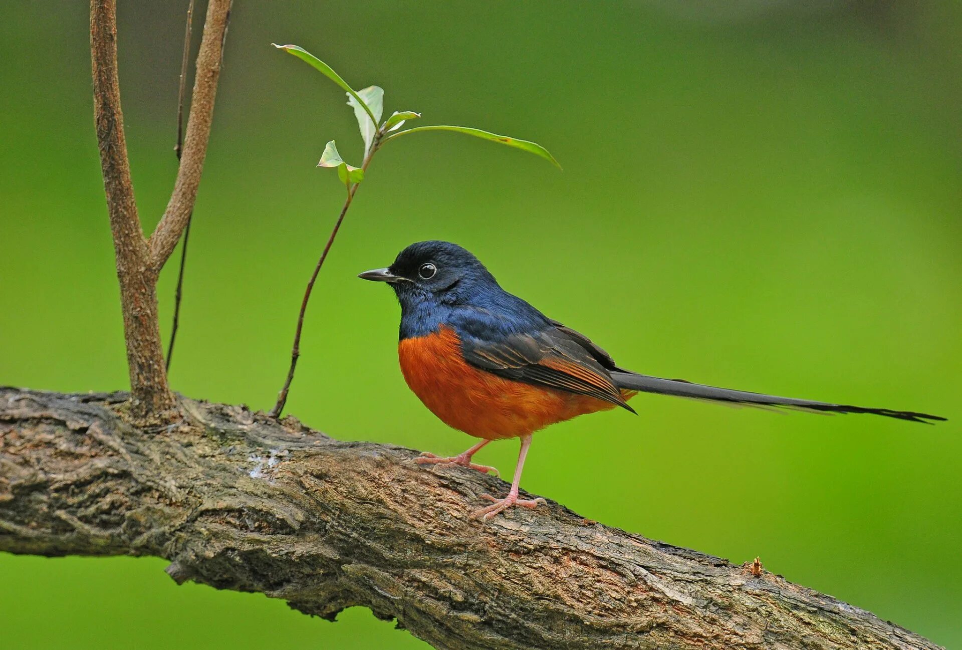 Birds на русском песня