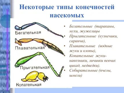 Ходильные ноги 2