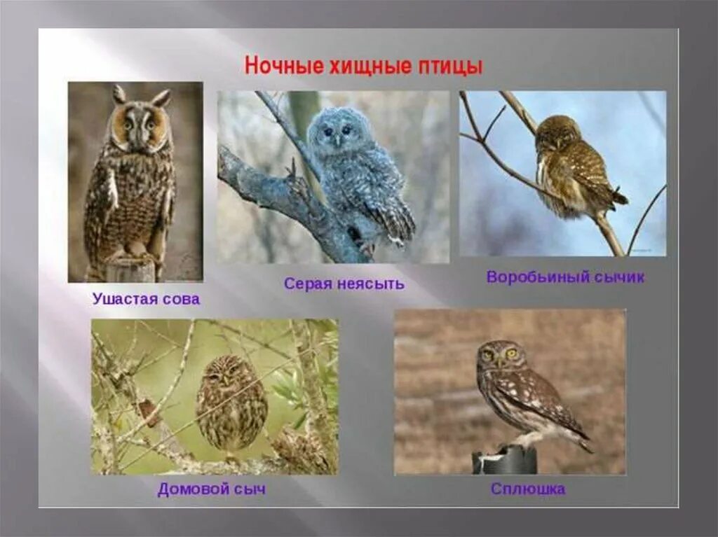Как определить сов вид. Ночные хищники птицы представители. ночные хищные птицы представители. дневные и ночные птицы. отряд совы представители.