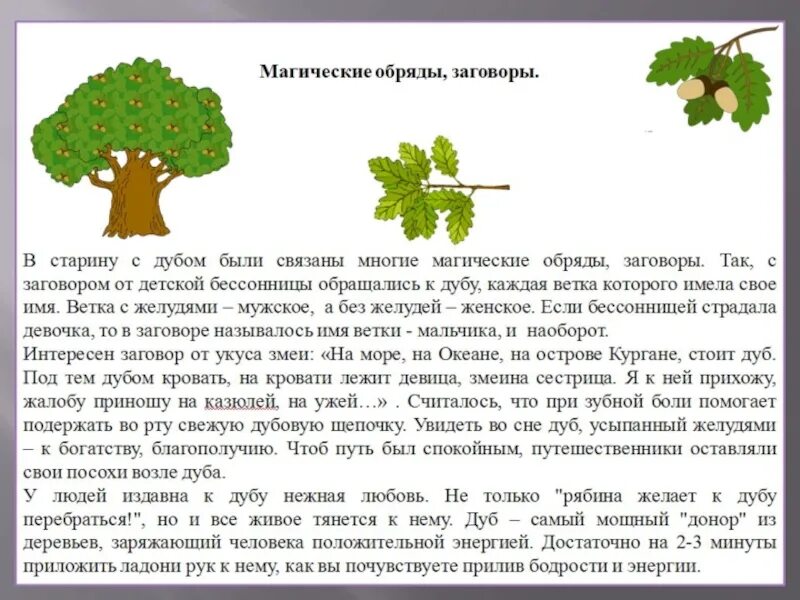 Дуб описание 2 класс. Описание дуба 4 класс. Рассказ о дубе. Доклад о дереве.