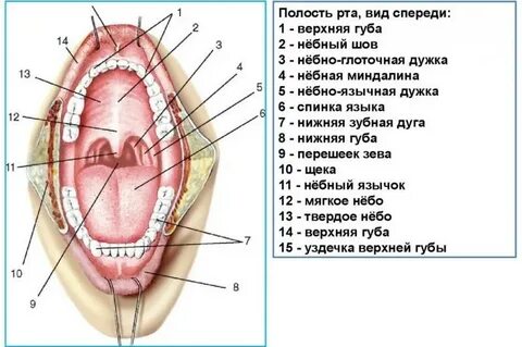 Анатомическое строение полости рта