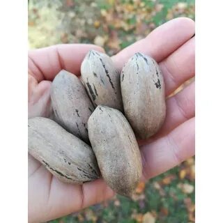 Саженец пекана