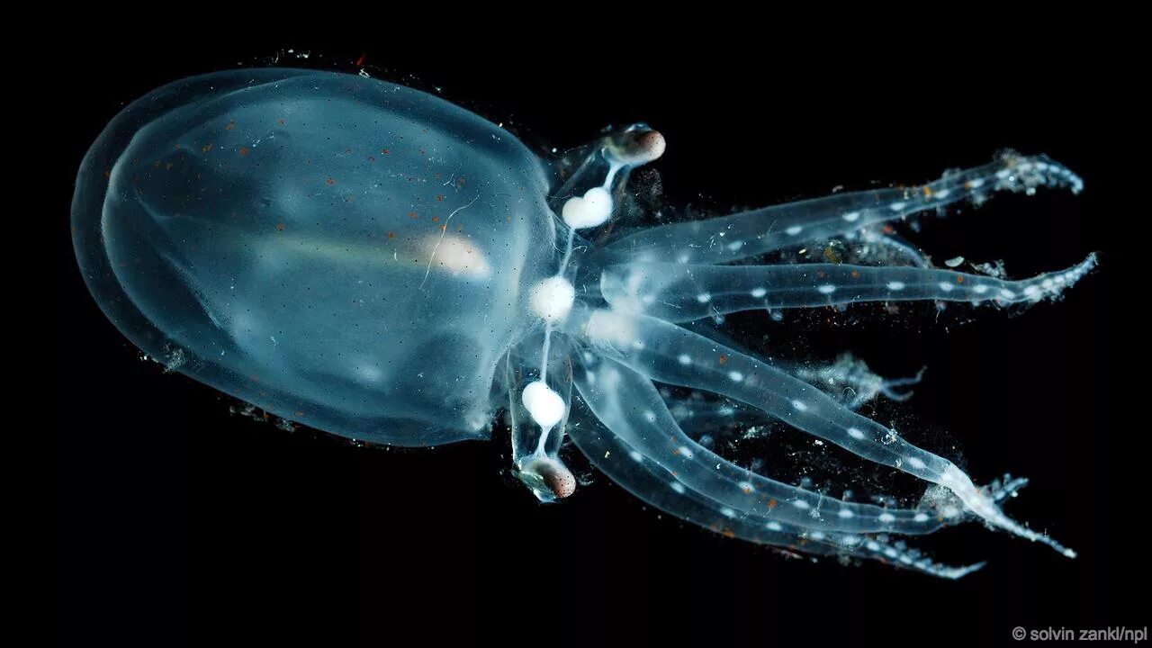Глубоководные медузы марианской впадины. Осьминог vitreledonella richardi. Осьминог кальмар медуза. Осьминог кальмар медуза. Amphitretus pelagicus.