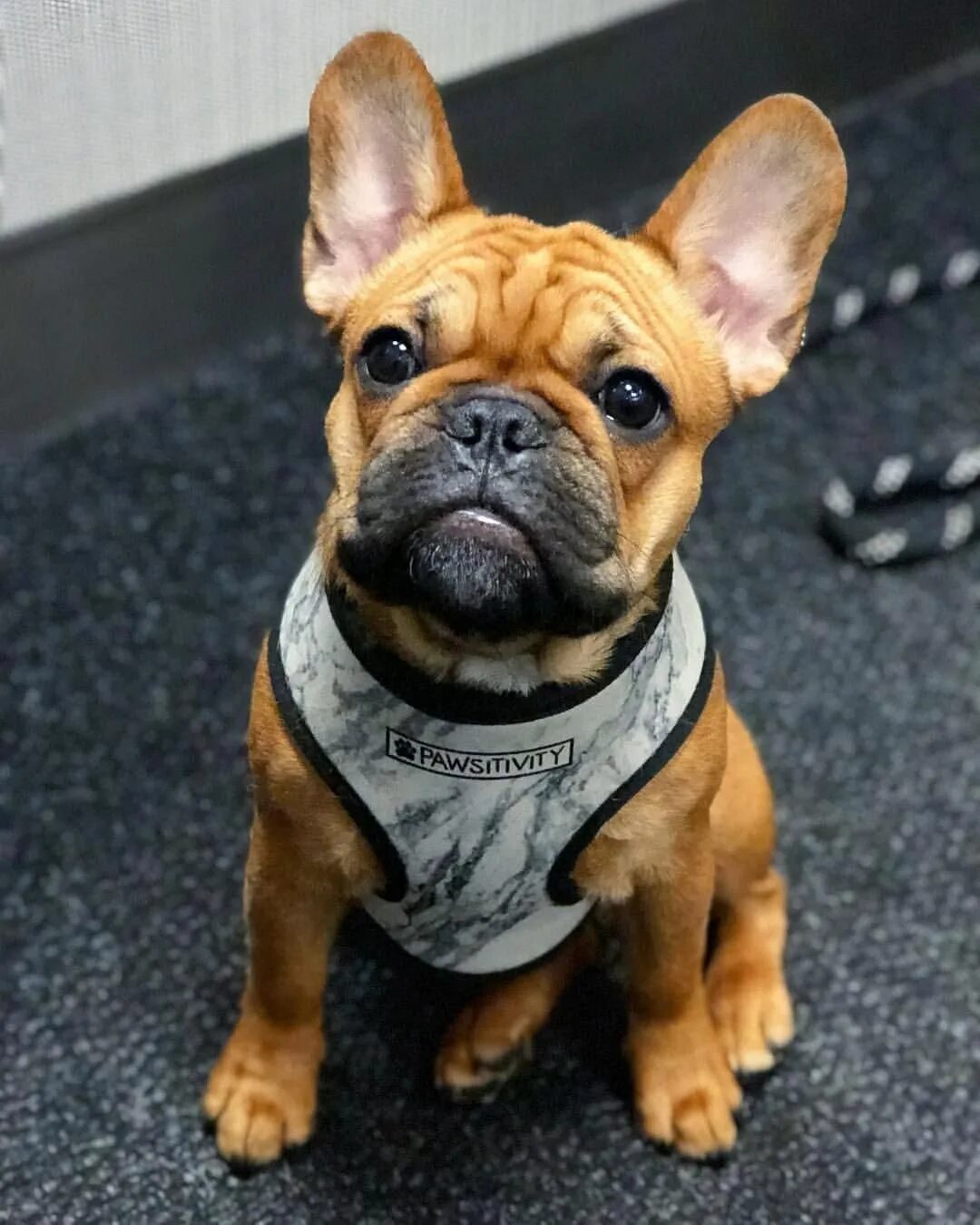 Бульдог кампейро. Английский бульдог породы собак. Американский булли и чихуахуа. Сторожевой бульдог. Типы бульдогов.