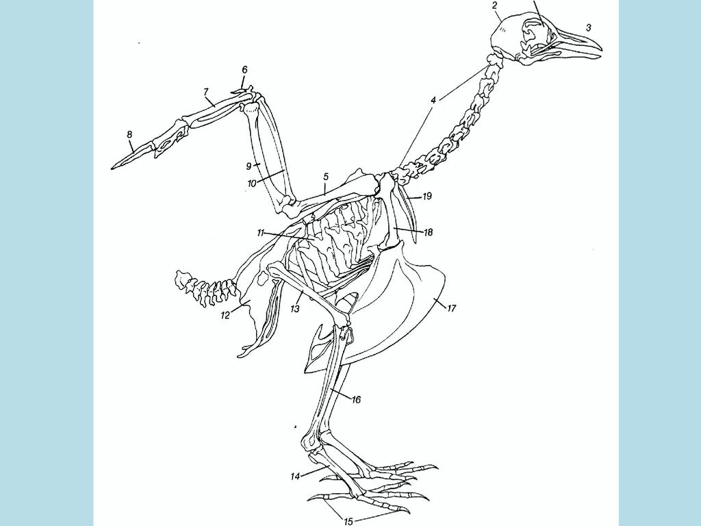 Скелет птицы. Скелет голубя. Строение пингвина скелет. Скелет птицы рисунок.