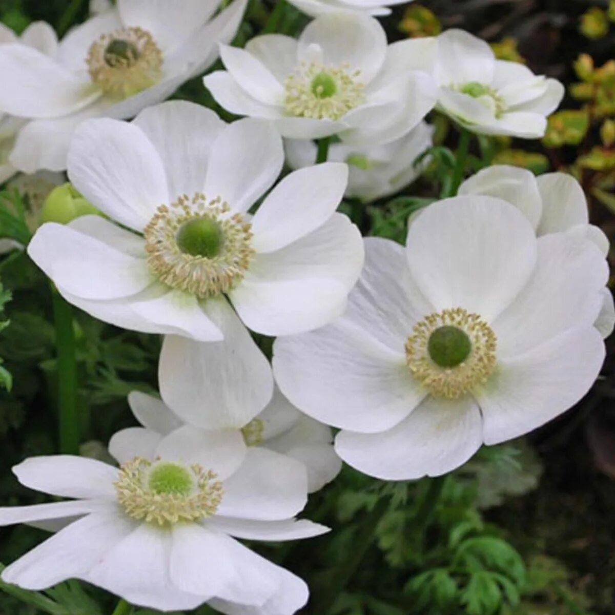 Анемона цветок фото и описание. Coronaria Bride анемона. Anemone coronaria Bride анемона Брайд. Анемона корончатая зе Брайд. Анемона Блю Шейдс.