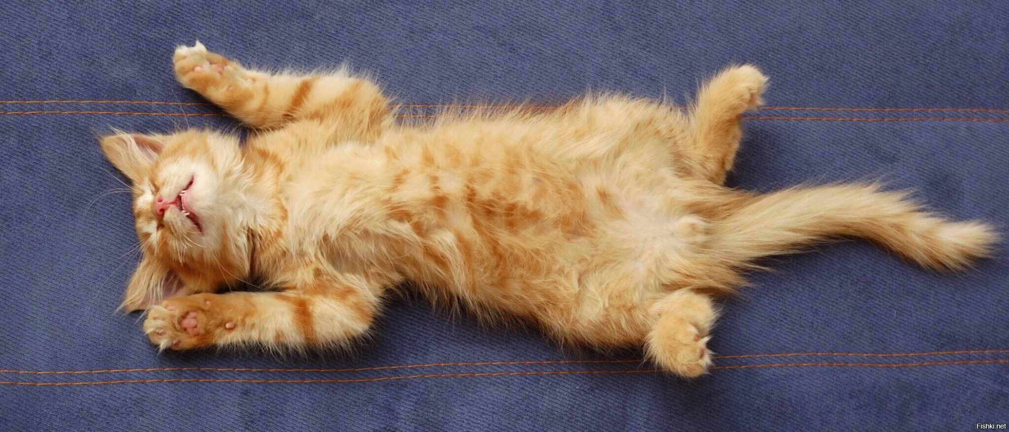 Lay the cat