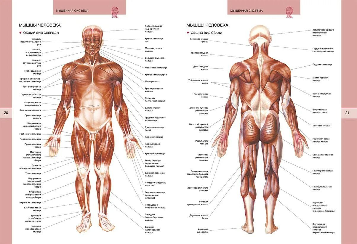 Атлас анатомия человека мышечная система. Структура человека спереди. Схема мышц спереди. Строение мышц человека спереди. Назовите мышцы человека