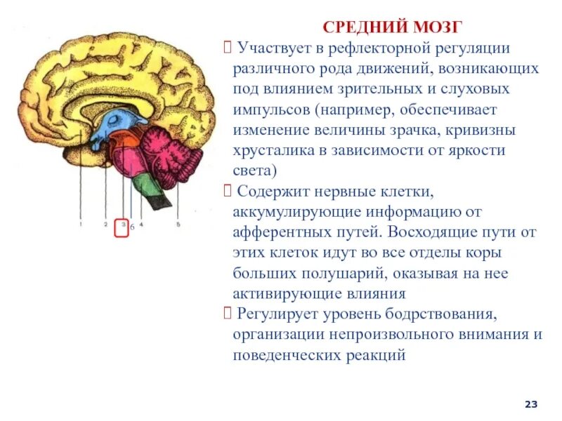 Что находится в среднем мозге