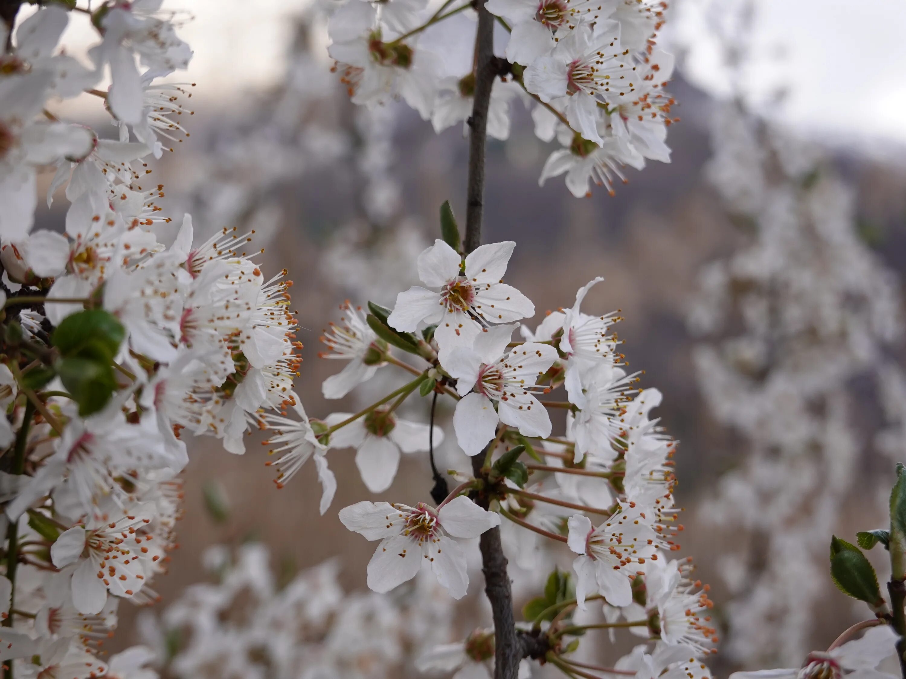 White spring. Цветущие яблони. Цветы вишни. Цветение вишни.