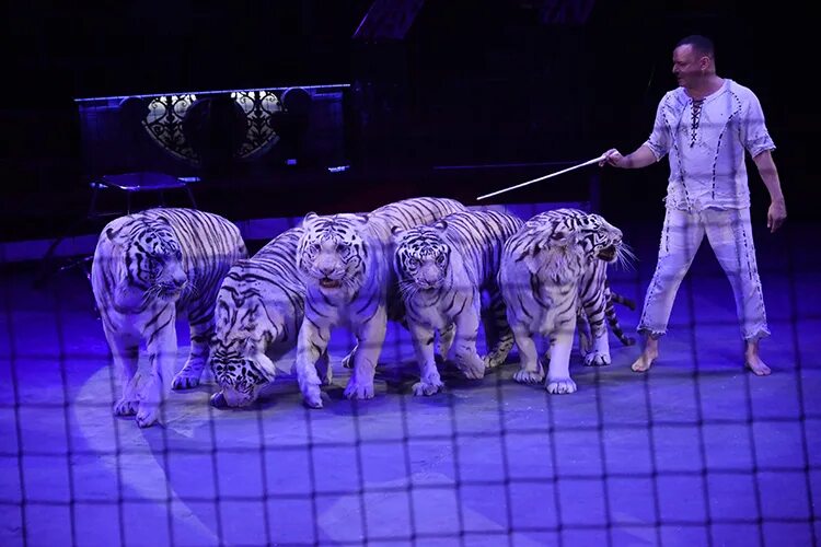 Как выглядит в настоящем цирке Слоны в цирке. Elephants in the circus. Elephant, Animals, Fun
