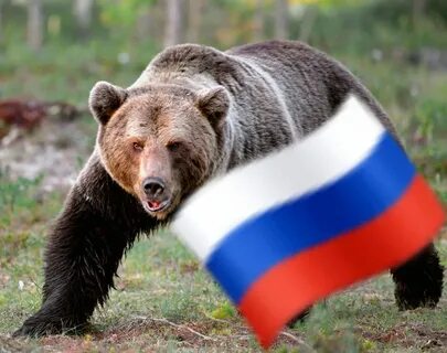 Медведь зубр