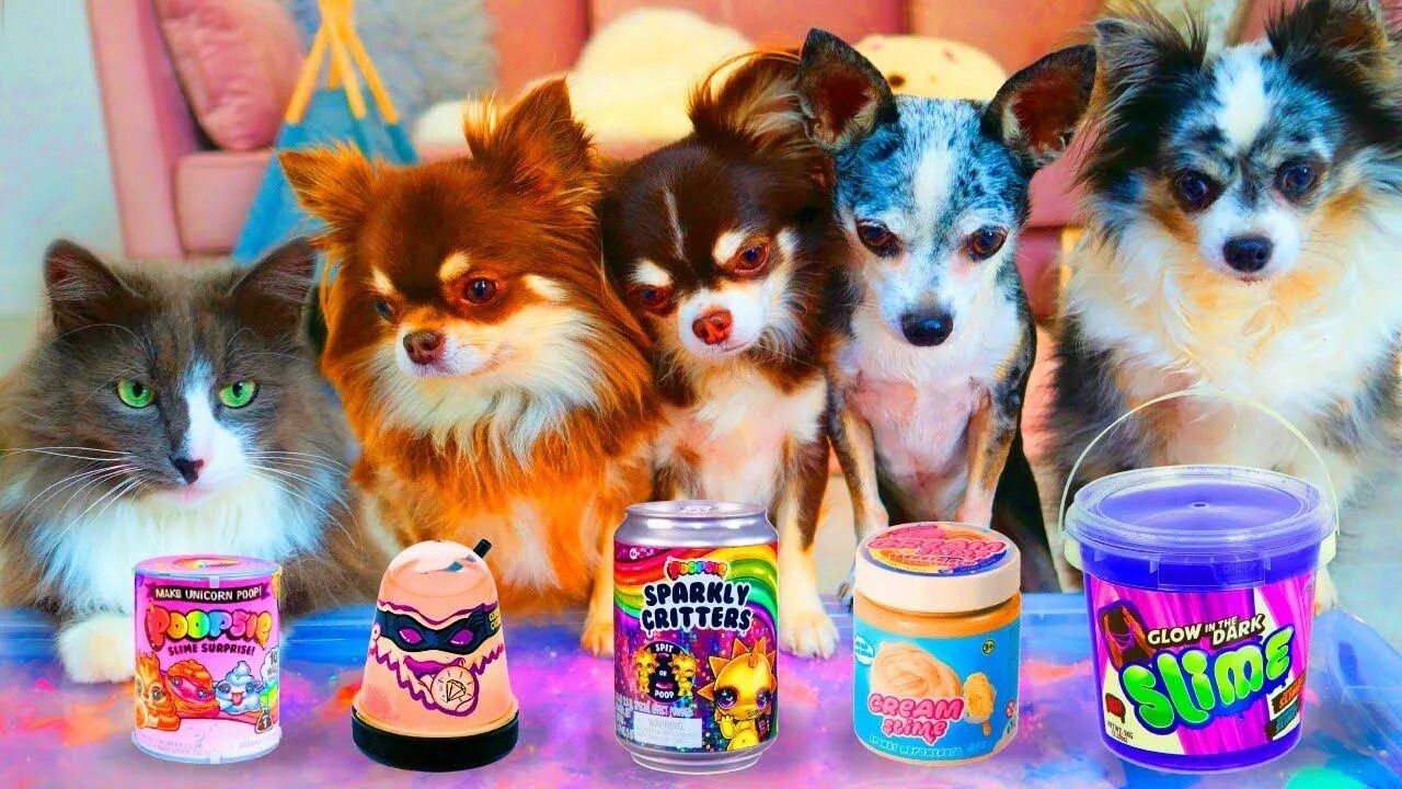 Включи ролики magic pets. Включи ролики magic pets. Энни мэджик петс. Включи ролики magic pets. Мэджик петс 1000 слаймов.