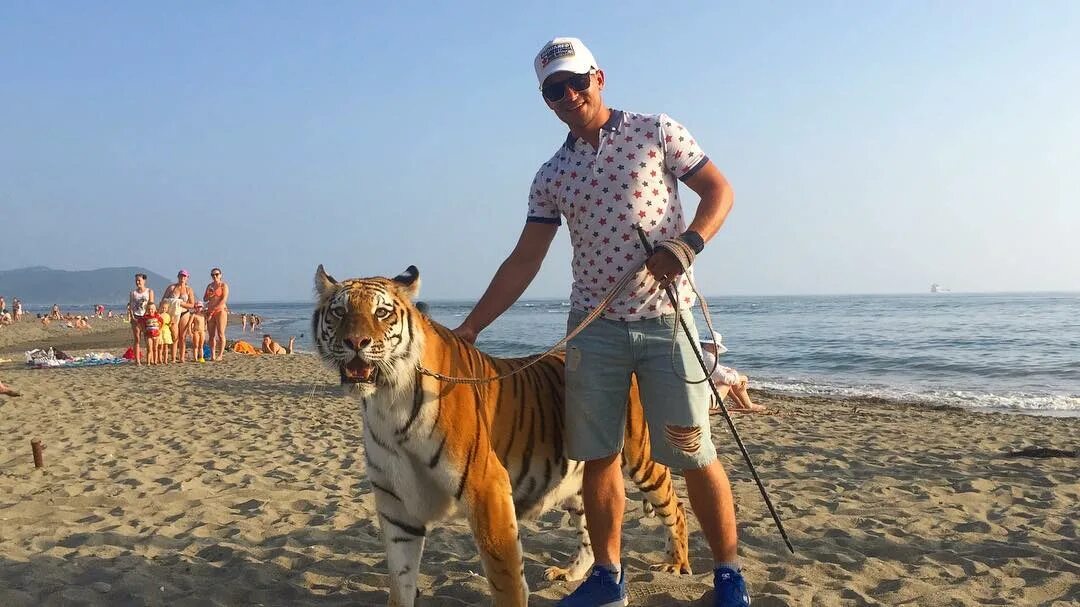 Парень с тигром. Человек с тиграми на поводке. Парень с тигром на поводке. Тигр на пляже. Велотигр