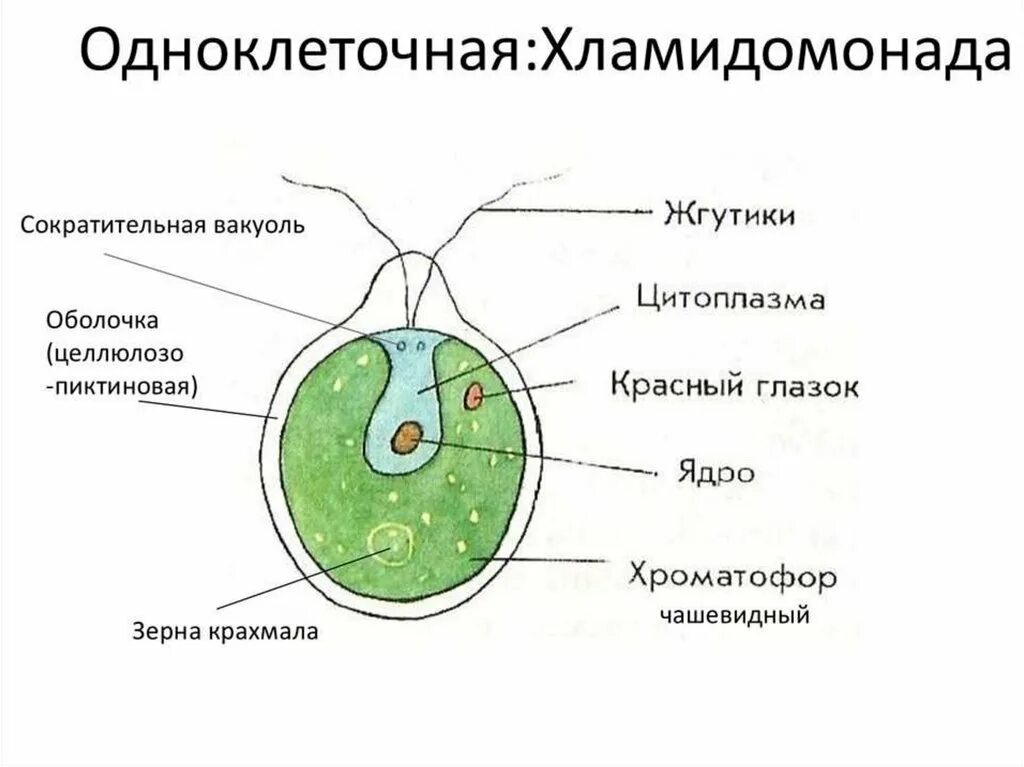 Органоиды водорослей. Одноклеточная водоросль хламидомонада. Строение водоросли хламидомонады. Строение водоросли хламидомонады схема. Схема строения клетки хламидомонады.