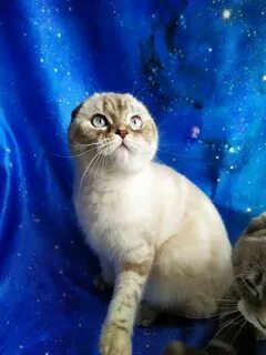 Шотландская кошка добрая