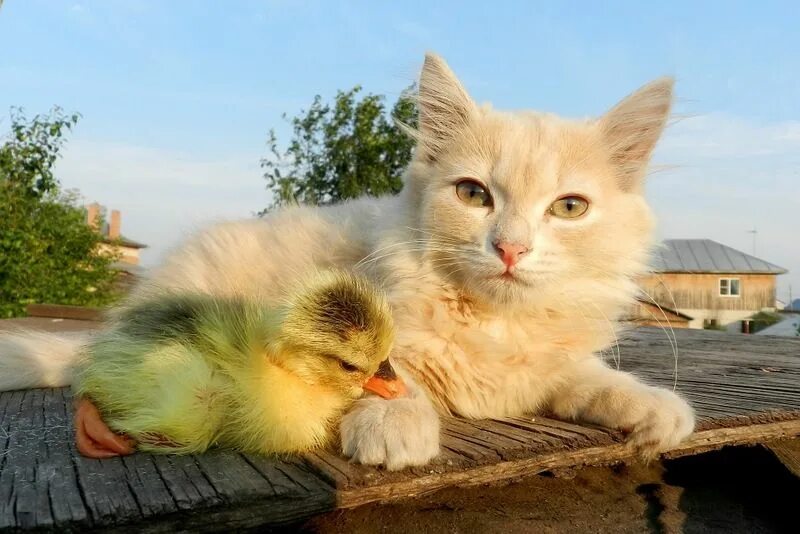 Cat duck. Котенок и утенок. Котенок и цыпленок. Милые котята и утята. Котик и уточка.