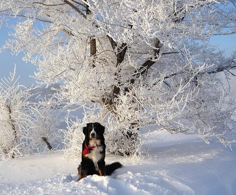 Картинки с зимним днем с животными. Зима животные. Зима животные. Снежное утро. Звери зимой.