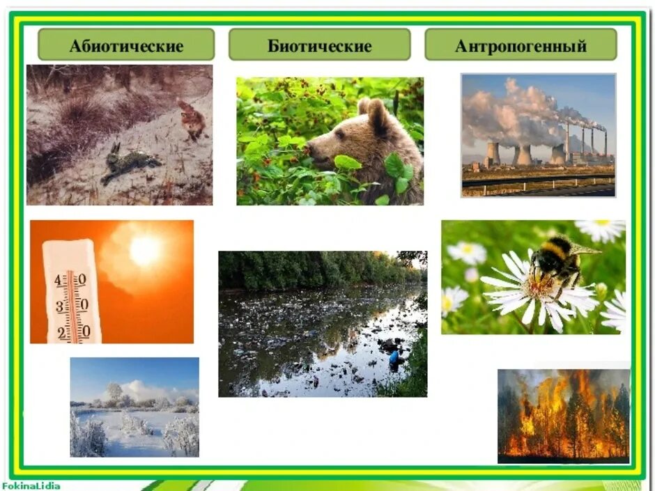 Абиотическое сообщество. Абиотические факторы окружающей среды. Природные экологические факторы. Абиотические экологические факторы. Факторы среды абиотические биотические антропогенные.