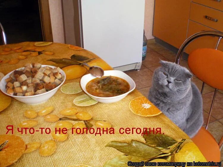 кот хочет кушать. поговорка сытый голодного не разумеет. голодным не буду 168. не хочу работать картинки. ты не голодна.