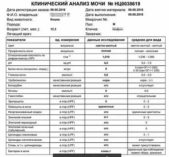 Анализ мочи при почечной недостаточности